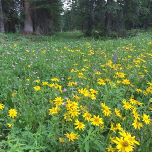 Mountain wild flowers Art Print