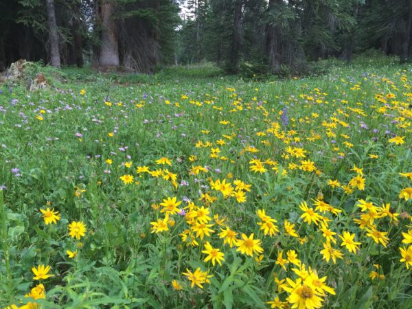 Mountain wild flowers image